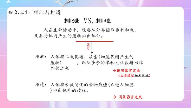 人教版生物七年级下册4.5 《人体内废物的排出》课件+教案04