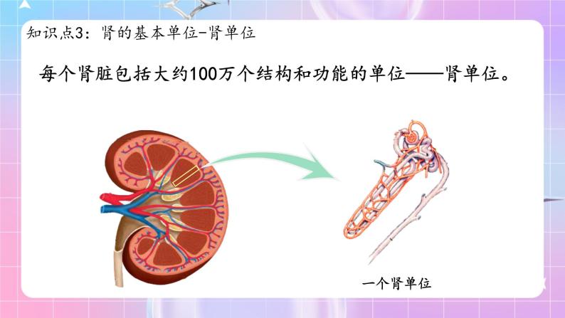 人教版生物七年级下册4.5 《人体内废物的排出》课件+教案06