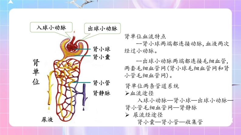 人教版生物七年级下册4.5 《人体内废物的排出》课件+教案08