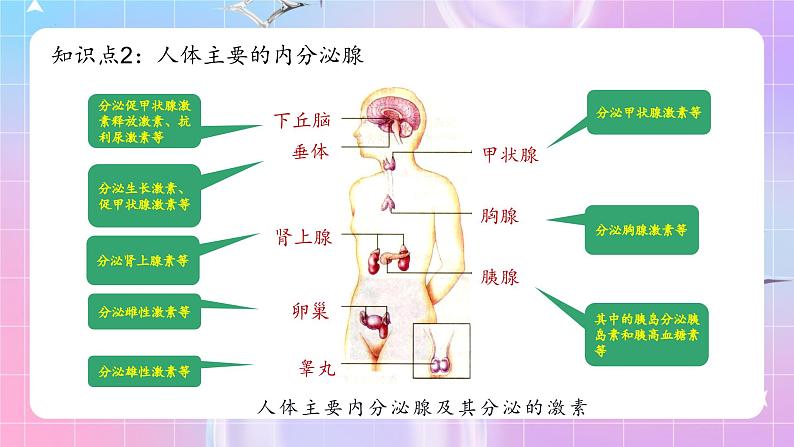 人教版生物七年级下册4.6.4《激素调节》课件第8页