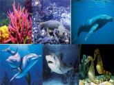 10.1水中的动物课件2022--2023学年苏科版生物七年级下册