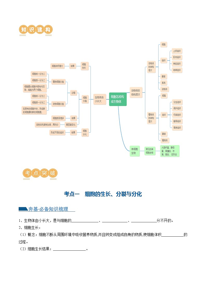 专题03 细胞怎样构成生物体（讲义）-2024年中考生物一轮复习讲练测（全国通用）03