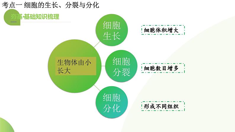 专题03 细胞怎样构成生物体（课件）-2024年中考生物一轮复习讲练测（全国通用）08