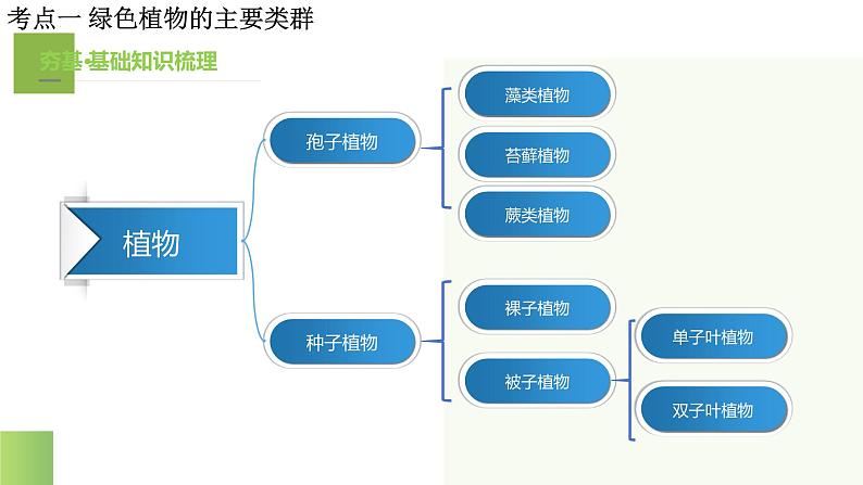 专题04 生物圈中有哪些绿色植物（课件）-2024年中考生物一轮复习讲练测（全国通用）第8页