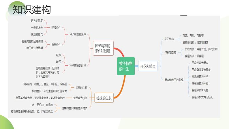 专题05 被子植物的一生（课件）-2024年中考生物一轮复习讲练测（全国通用）第6页