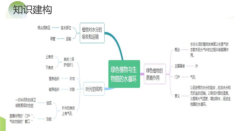 专题06 绿色植物与生物圈的水循环（课件） -2024年中考生物一轮复习讲练测（全国通用）第6页