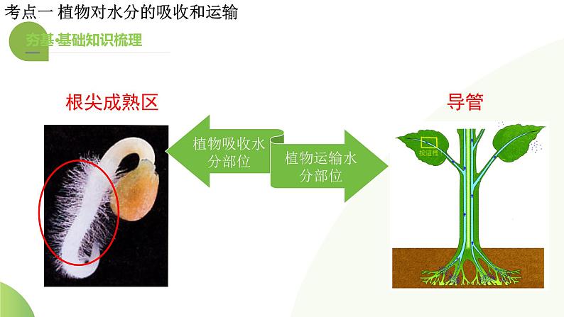 专题06 绿色植物与生物圈的水循环（课件） -2024年中考生物一轮复习讲练测（全国通用）第8页