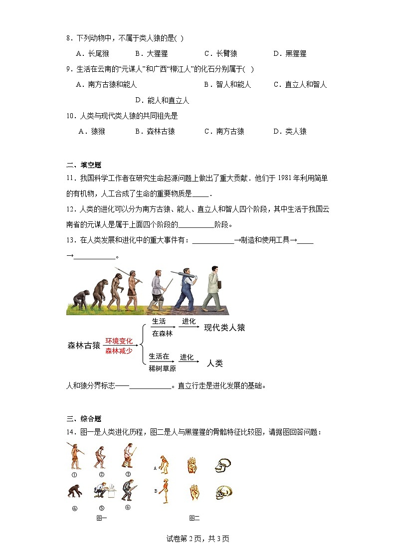 人教版初中生物七年级下册4.1.1《人类的起源和发展》课时练习第2页