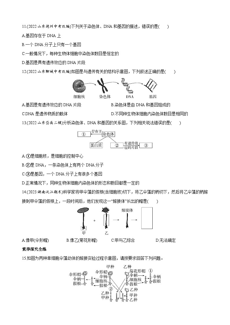【全套精品专题】济南版 初中八年级上册生物复习专题 精讲  4.4.1 遗传的物质基础 同步练习（带答案）03