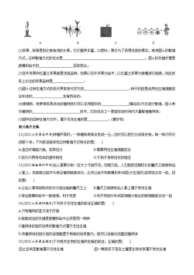 【全套精品专题】济南版 初中八年级上册生物复习专题 精讲  4.1.7 植物的无性生殖 同步练习（带答案）03