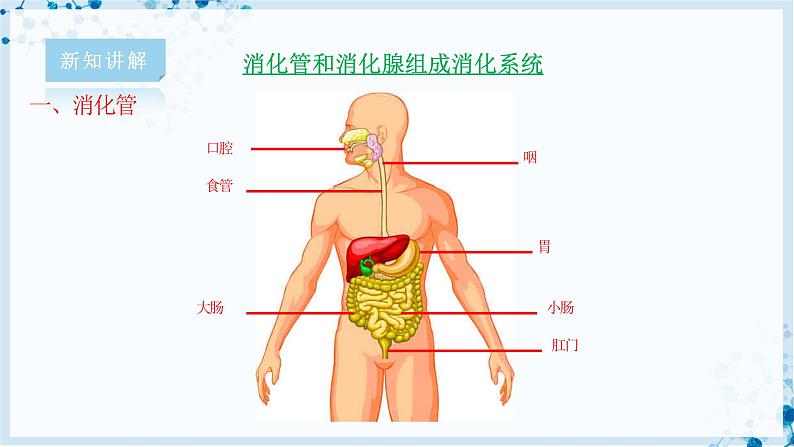 【北师大版】七下生物 4.8.2 食物的消化和营养物质的吸收（课件+学案+练习）04