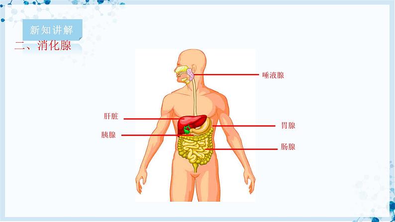 【北师大版】七下生物 4.8.2 食物的消化和营养物质的吸收（课件+学案+练习）06