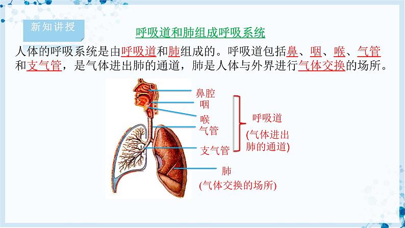 4.10.2 人体细胞获得氧气的过程第4页