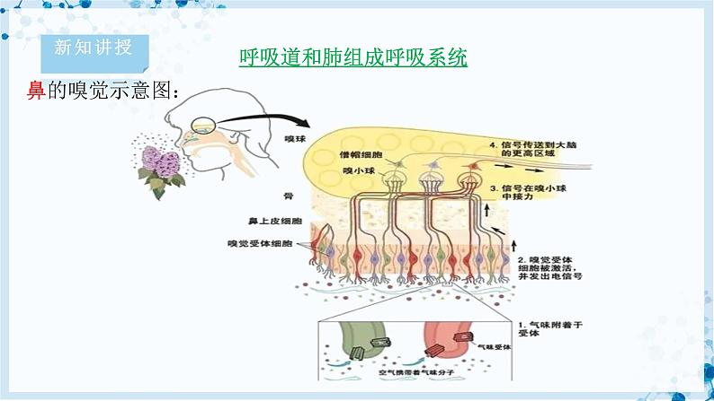 4.10.2 人体细胞获得氧气的过程第7页