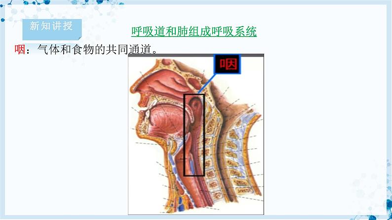 4.10.2 人体细胞获得氧气的过程第8页