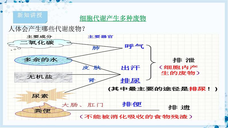 4.11.1 人体产生的代谢废物第7页