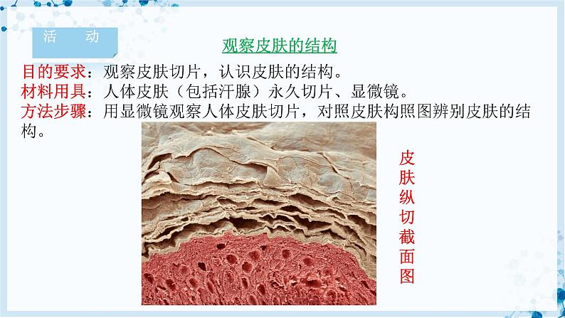 【北师大版】七下生物 4.11.3 皮肤与汗液分泌（课件+学案+练习）05