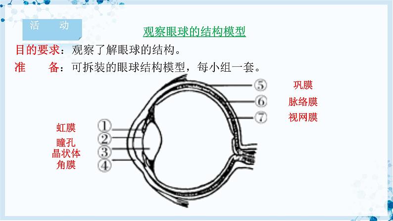 4.12.2 感受器和感觉器官第5页