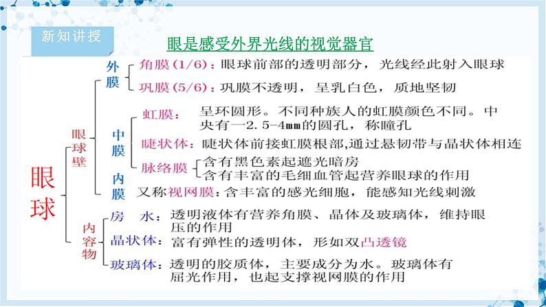 4.12.2 感受器和感觉器官第6页