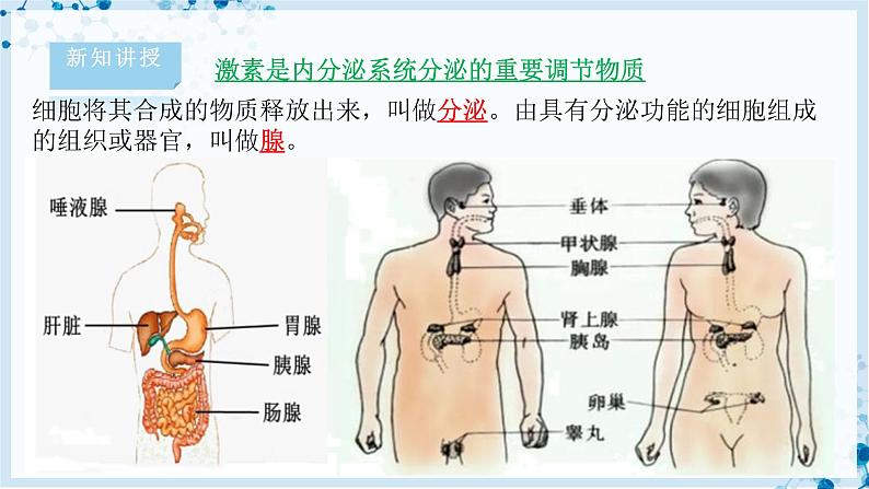 【北师大版】七下生物 4.12.3 激素调节（课件+学案+练习）04