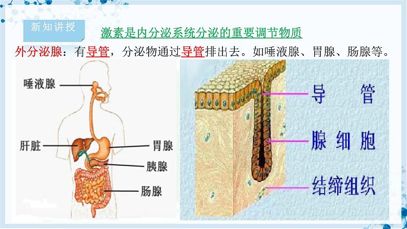 【北师大版】七下生物 4.12.3 激素调节（课件+学案+练习）05