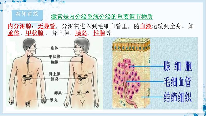 【北师大版】七下生物 4.12.3 激素调节（课件+学案+练习）06