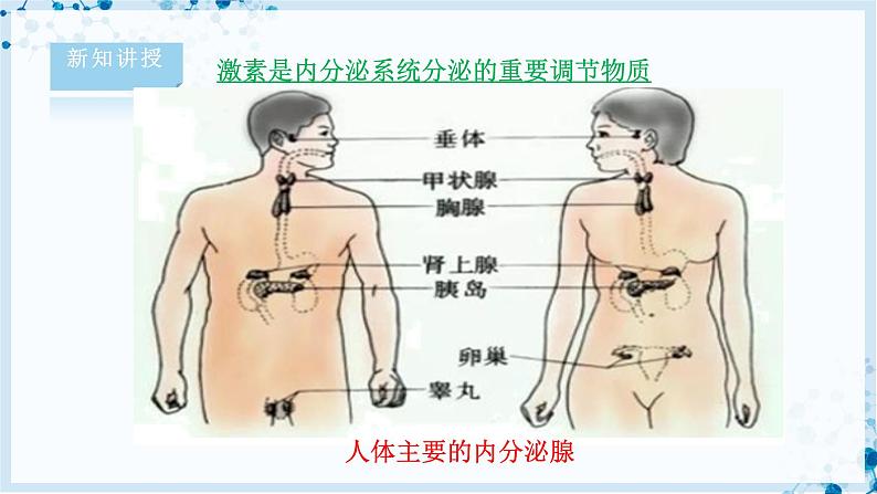 【北师大版】七下生物 4.12.3 激素调节（课件+学案+练习）07