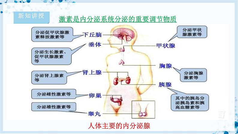 【北师大版】七下生物 4.12.3 激素调节（课件+学案+练习）08