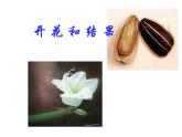 3.2.3开花和结果教学课件-2023-2024学年人教版生物七年级上册