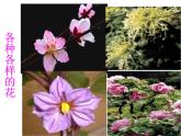 3.2.3开花和结果教学课件-2023-2024学年人教版生物七年级上册