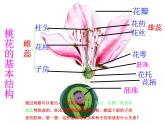 3.2.3开花和结果教学课件-2023-2024学年人教版生物七年级上册