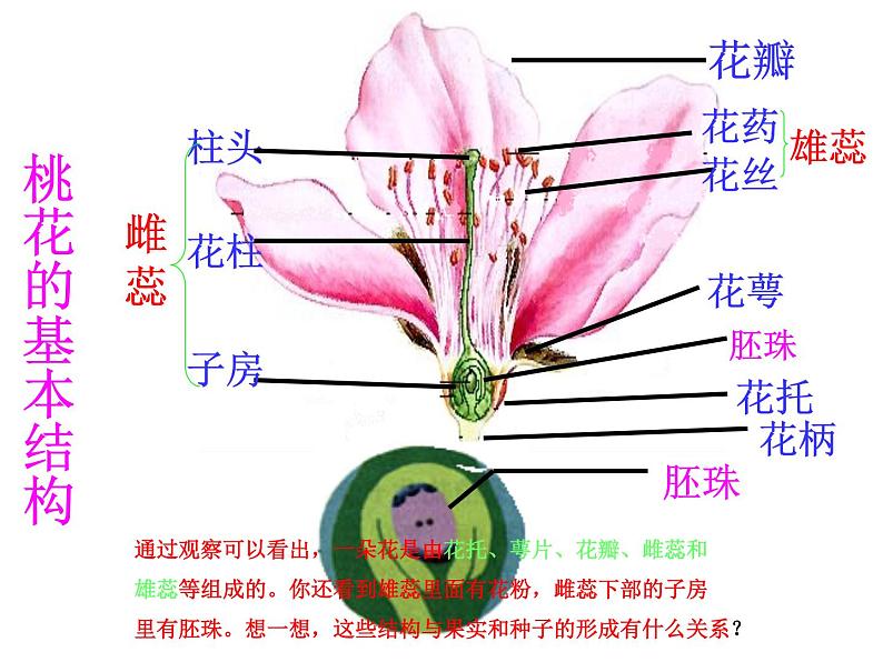 3.2.3开花和结果教学课件-2023-2024学年人教版生物七年级上册第3页