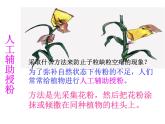 3.2.3开花和结果教学课件-2023-2024学年人教版生物七年级上册