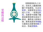 3.2.3开花和结果教学课件-2023-2024学年人教版生物七年级上册