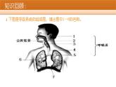 人教版初中生物七年级下册第四单元第三章第二节《发生在肺内的气体交换》课件
