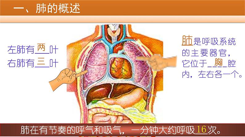 人教版初中生物七年级下册第四单元第三章第二节《发生在肺内的气体交换》课件第6页