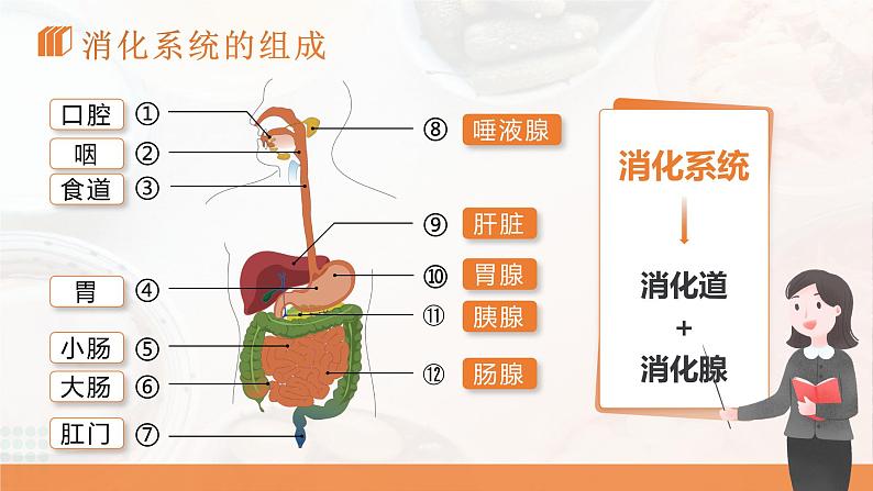 4.2.2《消化和吸收》课件第5页