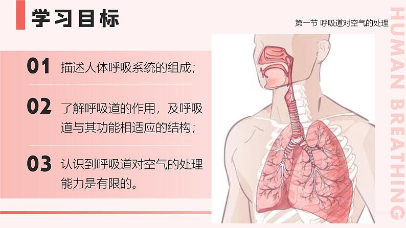 4.3.1《呼吸道对空气的处理》课件03