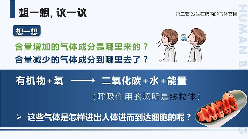 4.3.2《发生在肺内的气体交换》课件04