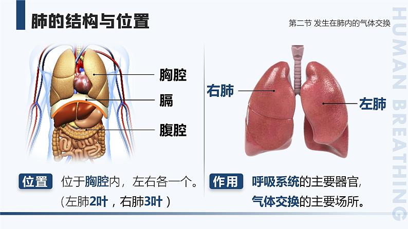 4.3.2《发生在肺内的气体交换》课件06