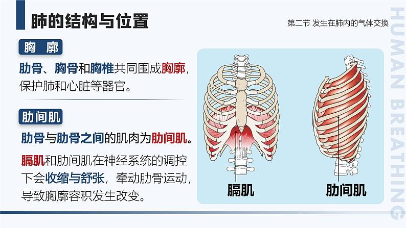 4.3.2《发生在肺内的气体交换》课件07