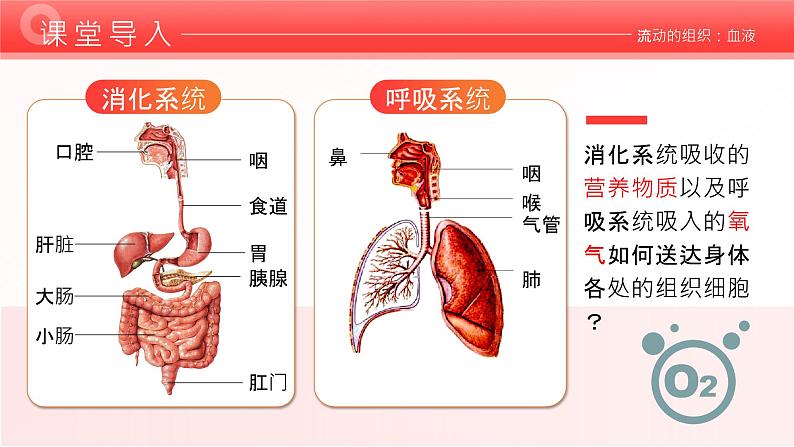 4.4.1《流动的组织—血液》课件02