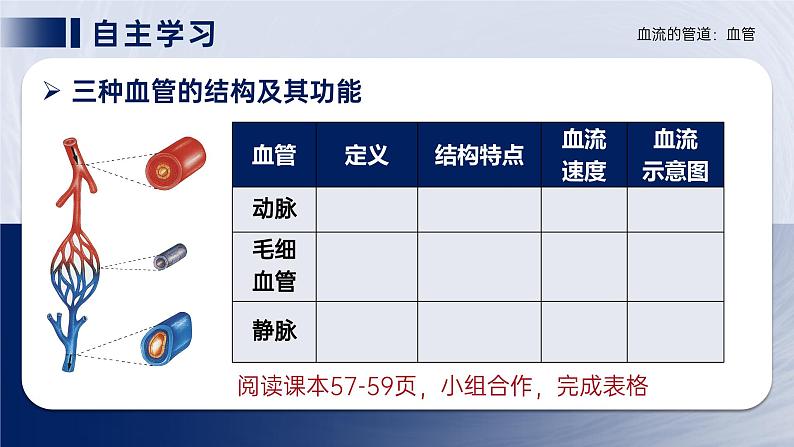 4.4.2《血流的管道—血管》课件08