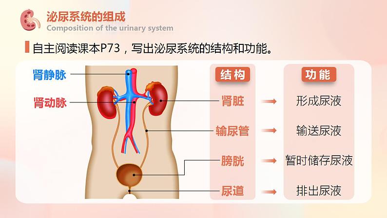 4.5《人体内废物的排出》课件第7页