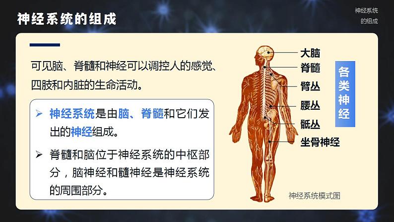 4.6.2《神经系统的组成》课件07