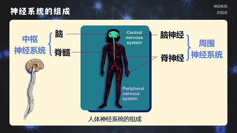 4.6.2《神经系统的组成》课件08