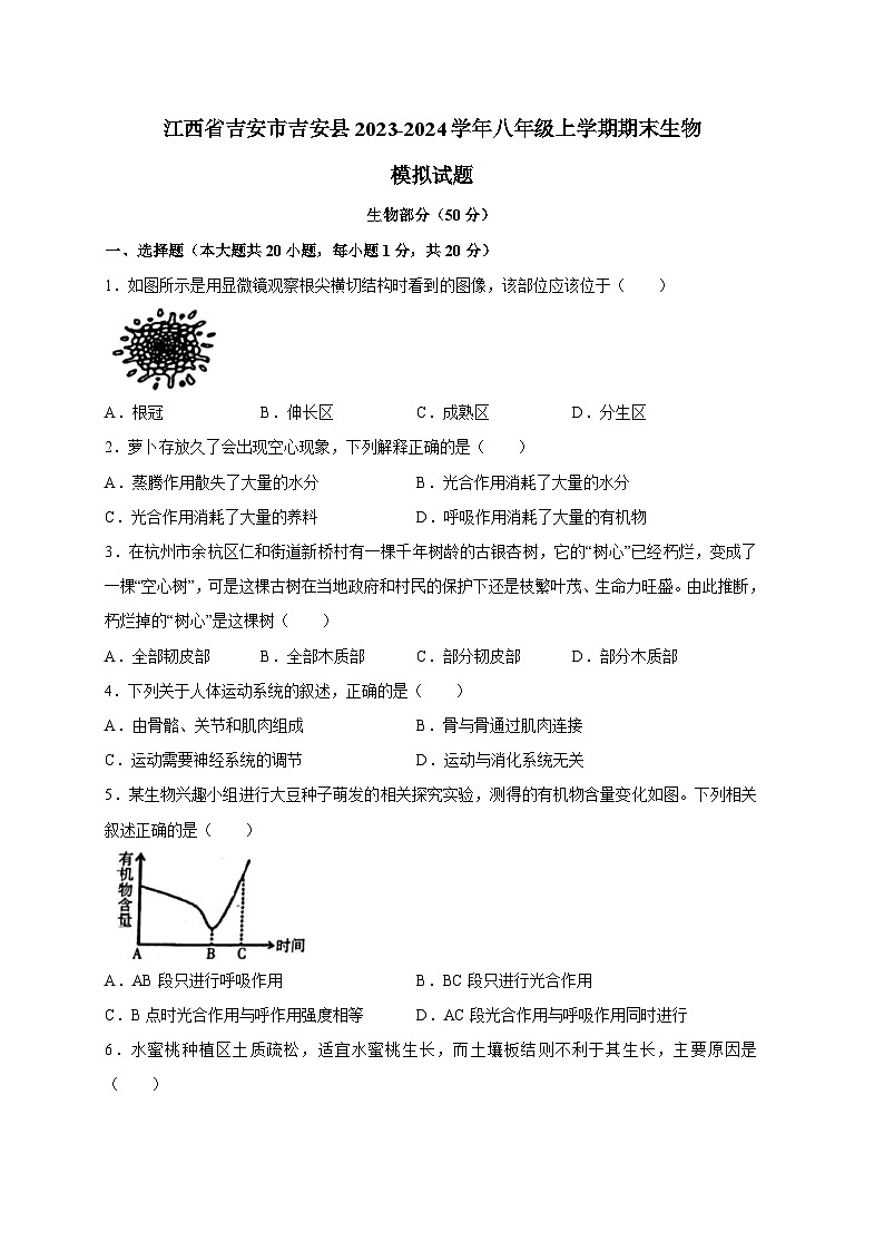 江西省吉安市吉安县2023-2024学年八年级上册期末生物模拟试题（附答案）第1页
