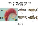 5.1.4+鱼-【精华备课】2023-2024学年八年级生物上册同步教学课件（人教版）