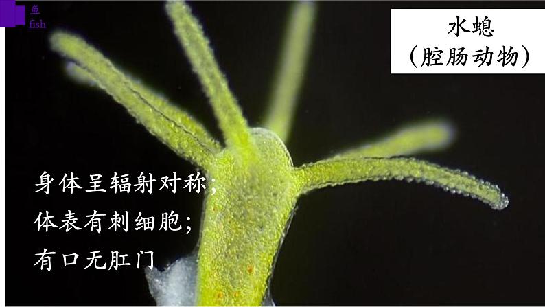 5.1.4+鱼-【精华备课】2023-2024学年八年级生物上册同步教学课件（人教版）02