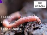 5.1.4+鱼-【精华备课】2023-2024学年八年级生物上册同步教学课件（人教版）